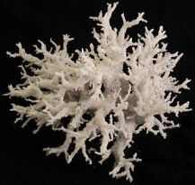 Fulgurite